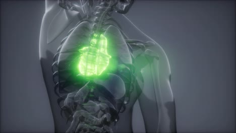 Examen-De-Radiología-Del-Corazón-Humano